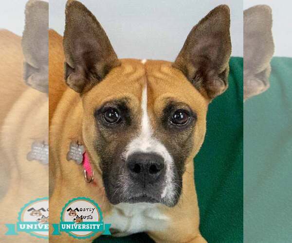 Medium Photo #1 Mutt Puppy For Sale in Kennesaw, GA, USA