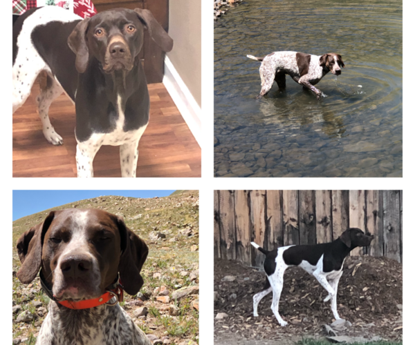 Medium Photo #1 German Shorthaired Pointer Puppy For Sale in COLONA, CO, USA