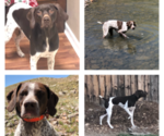 Small Photo #1 German Shorthaired Pointer Puppy For Sale in COLONA, CO, USA