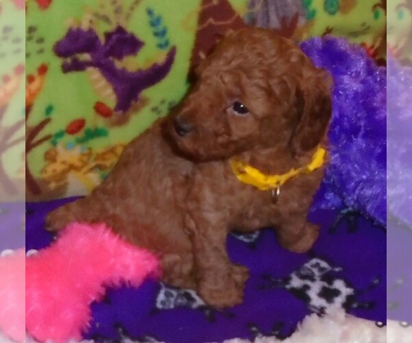 Medium Photo #5 Poodle (Standard) Puppy For Sale in CLATSKANIE, OR, USA