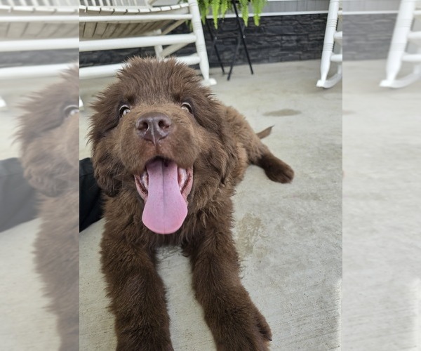 Medium Photo #105 Newfoundland Puppy For Sale in TILTON, IL, USA