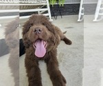 Small Photo #105 Newfoundland Puppy For Sale in TILTON, IL, USA