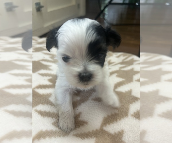 Medium Photo #13 Mal-Shi Puppy For Sale in ROGERS, MN, USA
