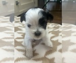 Puppy Ruby Mal-Shi