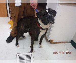 Boxer-Unknown Mix Dogs for adoption in Oroville, CA, USA