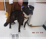 Small Boxer Mix
