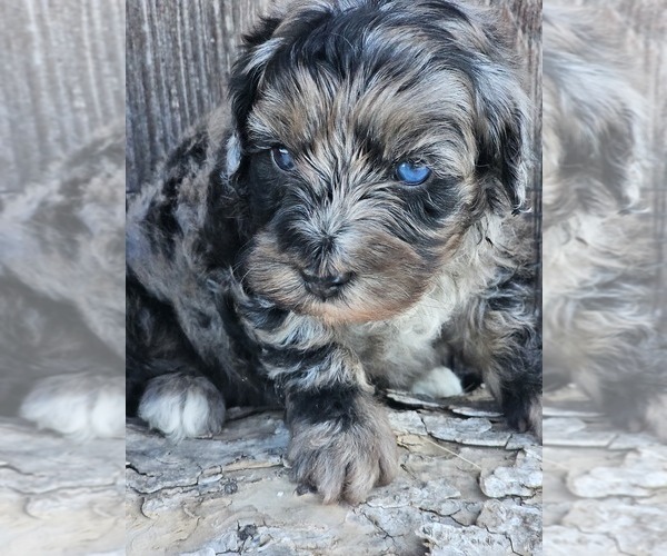 Medium Photo #1 Aussie-Poo-Aussiedoodle Mix Puppy For Sale in TAYLOR, TX, USA