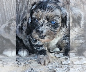 Aussie-Poo-Aussiedoodle Mix Puppy for sale in TAYLOR, TX, USA
