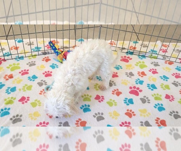 Medium Photo #6 Maltipoo (Toy) Puppy For Sale in ORO VALLEY, AZ, USA