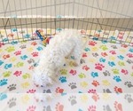 Small #5 Maltipoo (Toy)