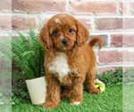 Small #8 Cavapoo (Miniature)