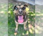 Small #1 Mutt