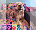 Small #5 Goldendoodle
