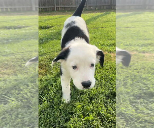 Medium Photo #4 Australian Shepherd-Great Pyrenees Mix Puppy For Sale in Aurora, IN, USA