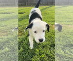 Small #3 Australian Shepherd-Great Pyrenees Mix