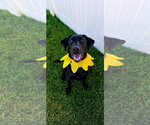 Lilly - Female Labrador Retriever Dog for Adoption - Small photo