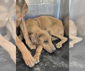 Labrador Retriever-Unknown Mix Dogs for adoption in San Antonio, TX, USA