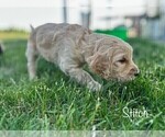 Small Photo #15 Goldendoodle Puppy For Sale in ALLENDALE, MI, USA
