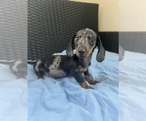 Dachshund Puppy for sale in DAYTONA BEACH, FL, USA