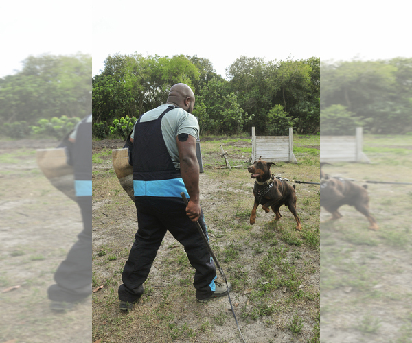 Medium Photo #63 Doberman Pinscher Puppy For Sale in FORT LAUDERDALE, FL, USA