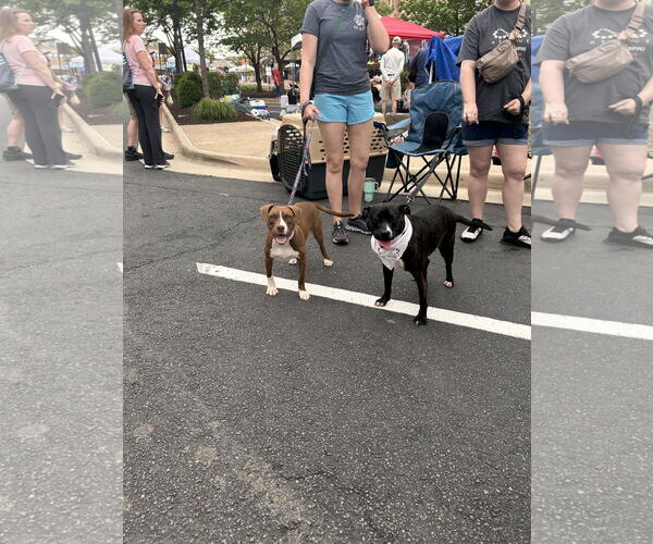 Medium Photo #5 American Staffordshire Terrier-Unknown Mix Puppy For Sale in Stephens City, VA, USA