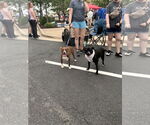 Small #4 American Staffordshire Terrier Mix