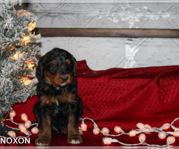 Medium Photo #1 Bernedoodle Puppy For Sale in BONNERS FERRY, ID, USA