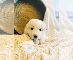 Small Photo #22 Great Pyrenees Puppy For Sale in FALCON, CO, USA