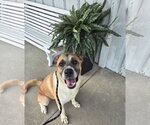 Small #1 Great Pyrenees Mix