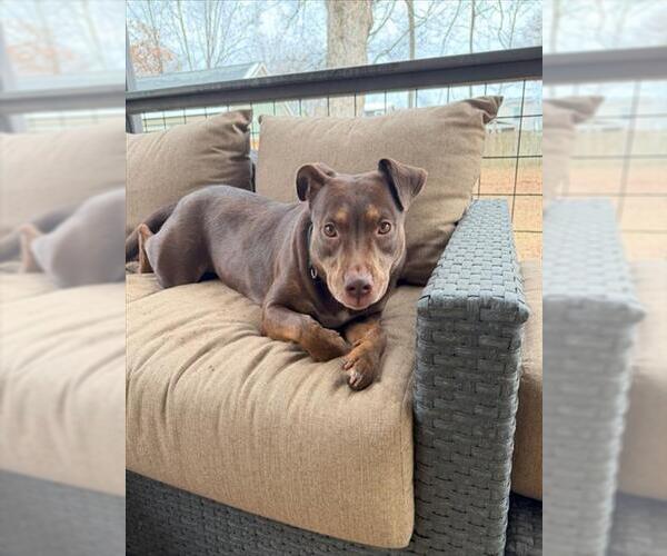 Medium Photo #2 Beagle-Unknown Mix Puppy For Sale in Louisville, KY, USA