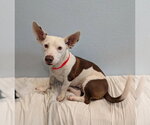 Small #2 Chihuahua Mix