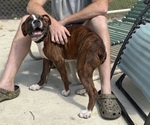 Small #2 Boxer