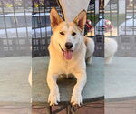 Small #4 Huskies  Mix
