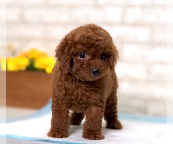 Medium Photo #4 Poodle (Toy) Puppy For Sale in DALLAS, TX, USA
