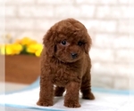 Small Photo #4 Poodle (Toy) Puppy For Sale in DALLAS, TX, USA