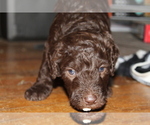 Small Photo #8 Poodle (Standard) Puppy For Sale in SPENCER, TN, USA