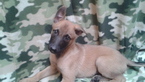 Small Photo #1 Belgian Malinois Puppy For Sale in GERBER, CA, USA