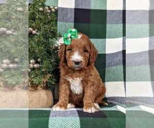 Irish Setter-Poodle (Miniature) Mix Puppy for sale in BIRD IN HAND, PA, USA