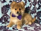 Small Photo #14 Pom-Shi Puppy For Sale in HONEY BROOK, PA, USA