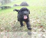 Small #4 Aussiedoodle