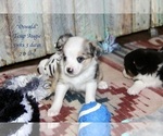 Small Photo #17 Aussie-Corgi Puppy For Sale in LIND, WA, USA