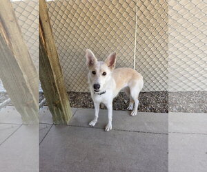 Siberian Husky-Unknown Mix Dogs for adoption in Emmett, ID, USA