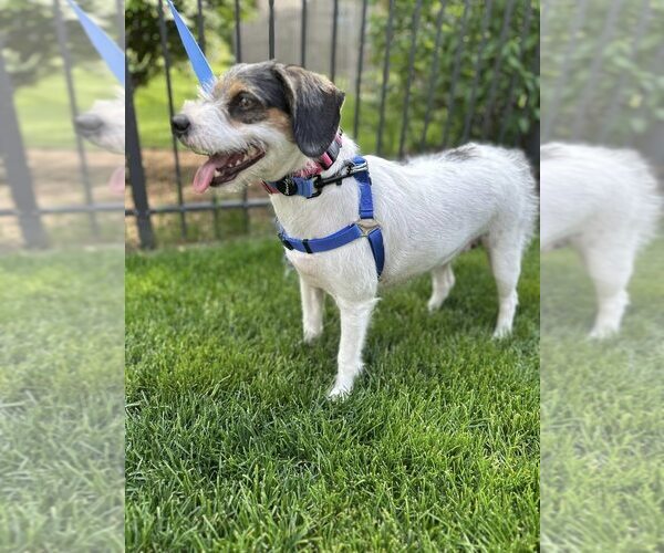 Medium Photo #2 Mutt Puppy For Sale in Mundelein, IL, USA
