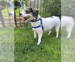 Small #1 Mutt