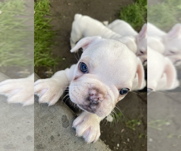 Medium Photo #1 French Bulldog Puppy For Sale in ARLETA, CA, USA