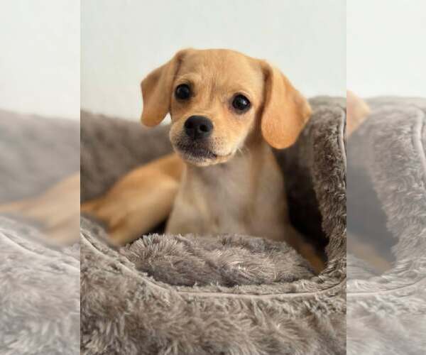 Medium Photo #2 Silkyhuahua Puppy For Sale in Visalia, CA, USA