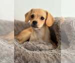 Small #1 Silkyhuahua