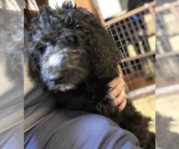 Medium Photo #10 Bernedoodle Puppy For Sale in WINTER, WI, USA