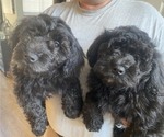 Small Photo #6 Labradoodle Puppy For Sale in BOILING SPRINGS, SC, USA