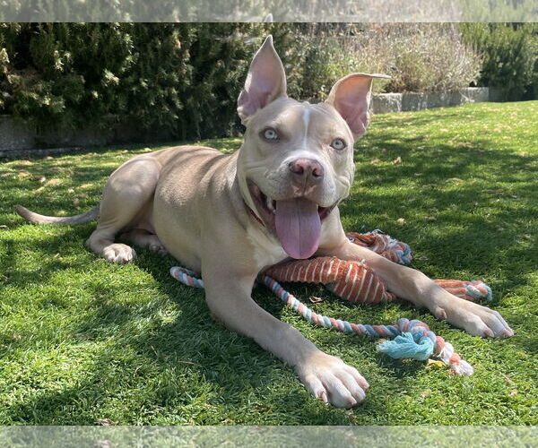 Medium Photo #2 American Pit Bull Terrier Puppy For Sale in Berkeley, CA, USA